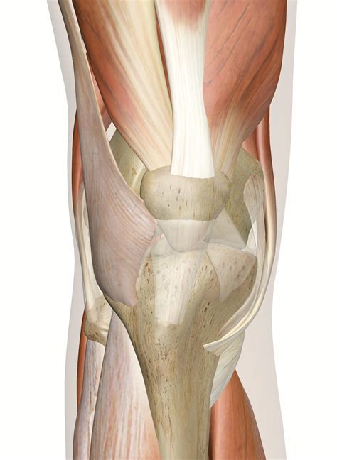The Muscles Of The Knee Anatomy And D Illustrations
