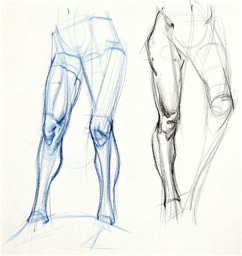 Human Legs Anatomy Anatomy Art Human Anatomy Art Drawing Legs