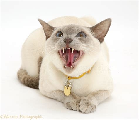 Siamese Cross Cat Hissing Photo Wp43122