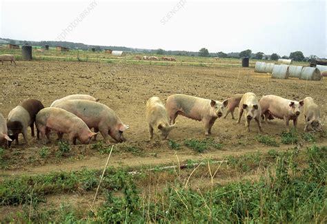 Free Range Pig Farming Norfolk England Stock Image E7640073