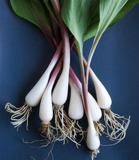 In Praise Of Wild Ramps Onion Relative Is Edible And Tasty