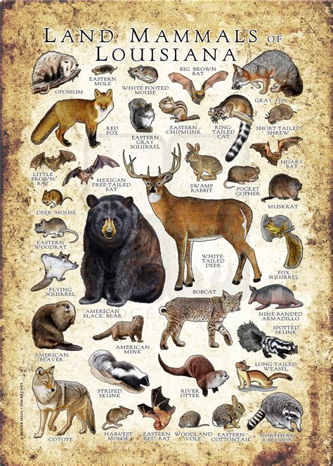 Land Mammals Of Louisiana Poster Print