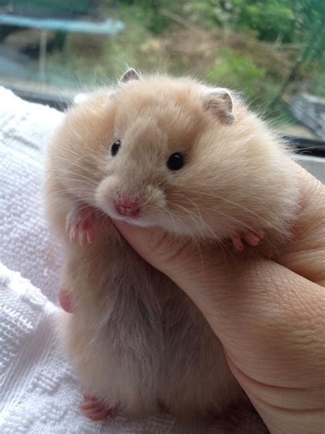 Colours of the syrian hamster can be described in three ways: squeee cute pedigree hamster a Syrian long haired cream ...