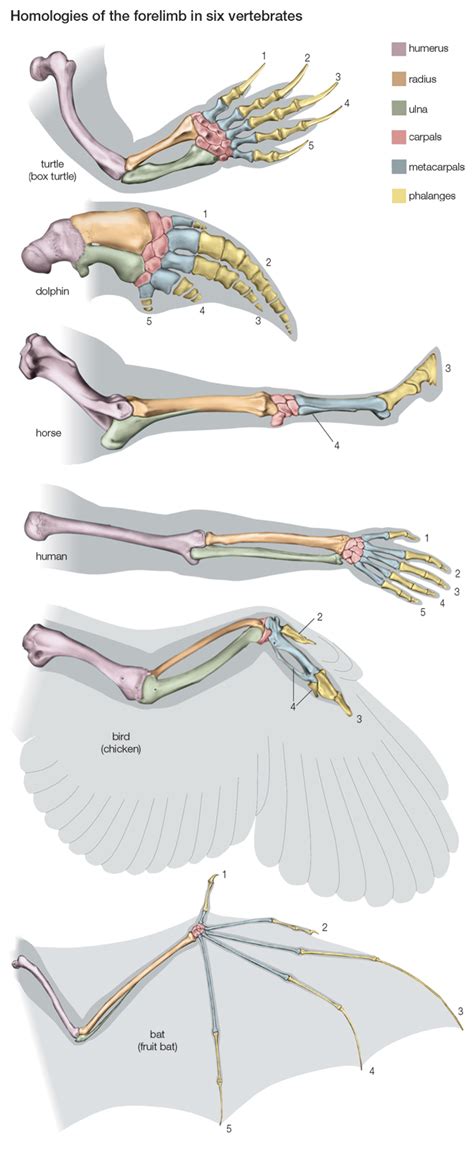 Skeleton The Vertebrate Skeleton W 2020 Uczenie Biologii Nauki O