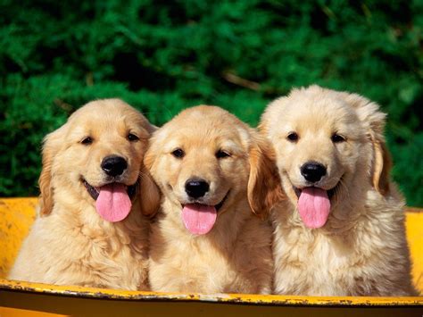 Three Cute Doggy In Row Hd Wallpapers