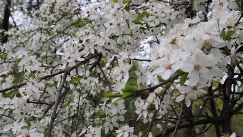 Closeup Of A Bounty Of Pear Blooms On A Flowering Bradford Pear Tree On