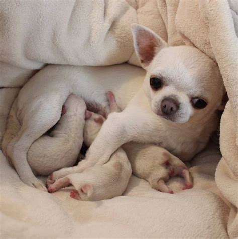 Chihuahua Mother With Puppies Chihuahua Puppies Baby Chihuahua