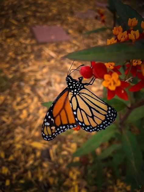Vertical Closeup Of Monarch Butterfly Danaus Plexippus Stock Image