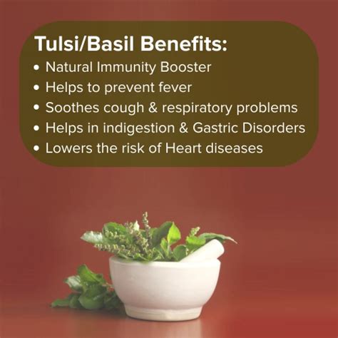 Tulsi Benefits And Uses