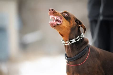 Doberman Angry Images Browse 1071 Stock Photos Vectors And Video
