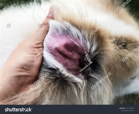 Closeup Dog Ear Problemshow Secondary Skin Stock Photo 1271180035