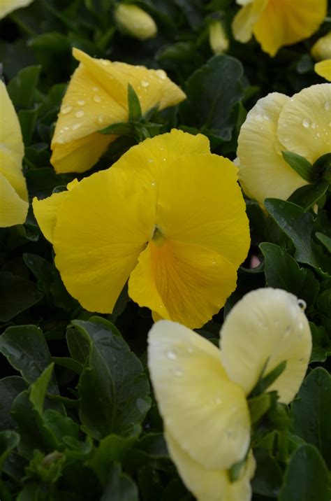 Viola X Wittrockiana Spring Matrix Lemon Pansy Garden Center Marketing