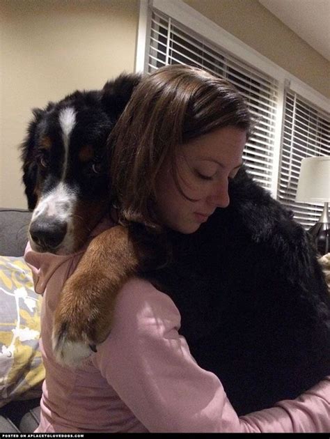 23 Reasons Bernese Mountain Dogs Are The Champions Of Our Hearts Dogs
