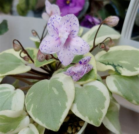 African Violet Plant Pearl Joy ~ Variegated Leaf Chimera Semi Ebay