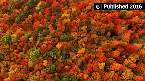 Why Does Fall Foliage Turn So Red And Fiery It Depends The New York