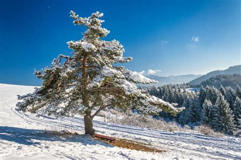 Winter Landscape With Snowy Pine Tree Stock Image Image Of Rock