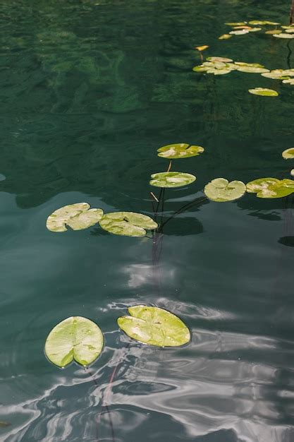 Free Photo Lily Pads Floating On Pond