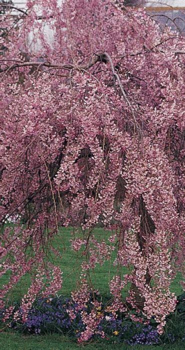 Prunus Pendula Pendula Rubra Cherry Blossom Tree Weeping Cherry