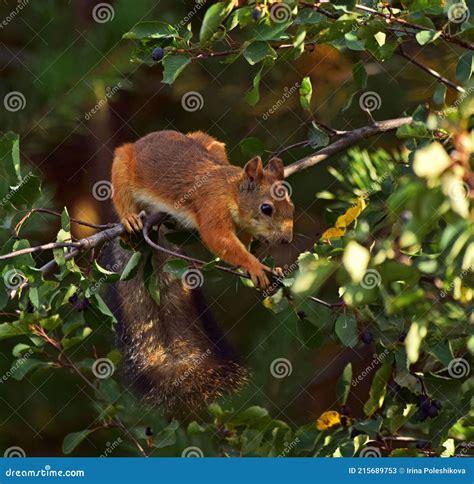 Squirrel Eating Berries On A Tree Stock Image Image Of Summer Food
