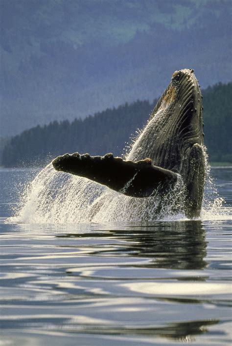 Fine art photography prints featuring humpback whales (megaptera novaeangliae). Humpback whale, Alaska, USA - Art Wolfe