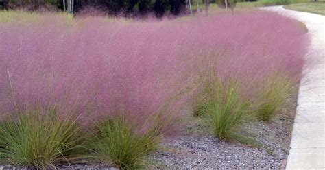 Gulf Coast Muhly Growing And Care Guide The Garden Magazine