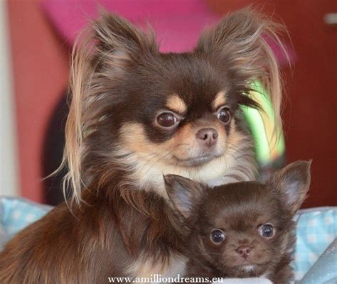 Chocolate Mother And Puppy Chihuahua Chihuahua Puppies Cute Baby