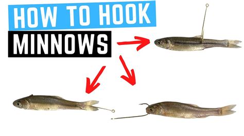 How To HOOK A MINNOW Without Killing It 3 Best Ways YouTube