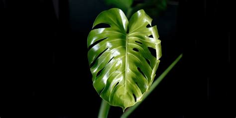 Philodendron dan Anthurim Ada di Daftar 7 Tanaman Hias ...