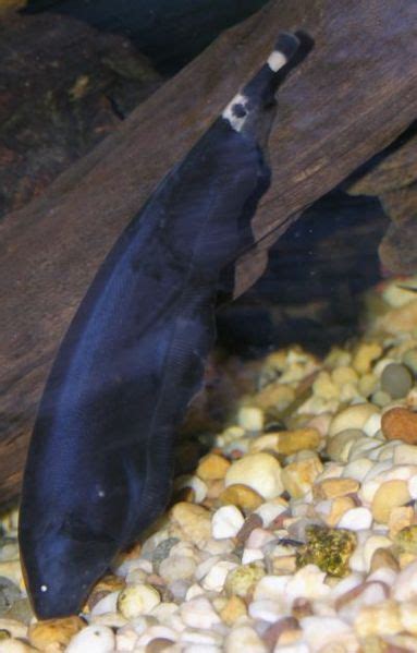 Black Ghost Knifefish Naked Scientists