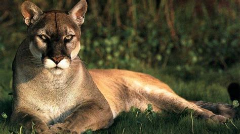 Wallpaper Animals Lion Wildlife Whiskers Puma Cougar Pumas