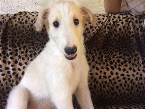 Puppies Available Now Borzoi Russian Wolfhound Howlinwolf Kennel