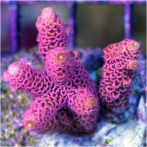 How To Grow The Most Colorful Sps Corals Reef Builders The Reef And