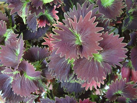 Coleus Another Variety Deep Purple Shade Plants Plants Bloom