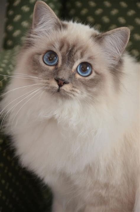 Birman Is My Kitten A Siamese Or Birman Pic Mumsnet Its So