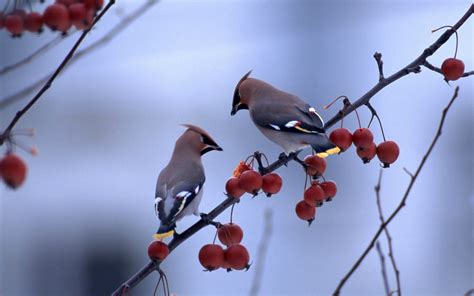 Two Birds Standing In The Berries Tree Branch Wallpaper Animals