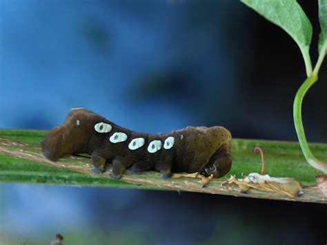 You Can Never Take Too Many Pictures Pandoras Sphinx Moth Caterpillar