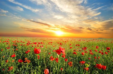 Hd Wallpaper Red Poppy Flower Field Landscape Sunset Flowers