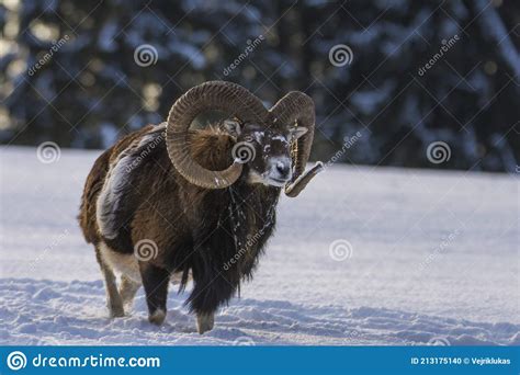 Mouflon Ovis Orientalis Musimon In Snowy Landscape Stock Photo