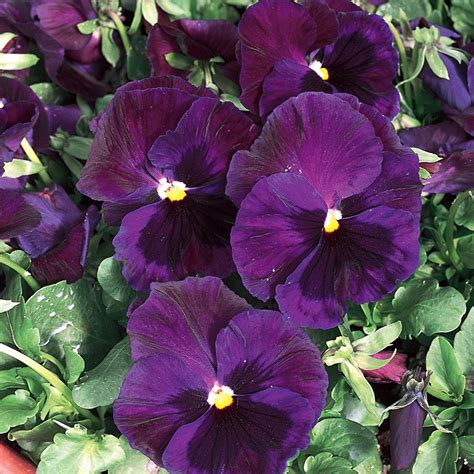 Deep green leaves turn dark purple in fall and winter. Unbranded 4.4-Pint Blue and Purple Pansy Plant (12-Pack ...