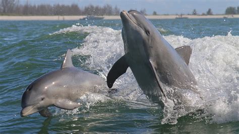 Woman Who Made Sweet Gentle Love With A Dolphin Says It Was Sensuous