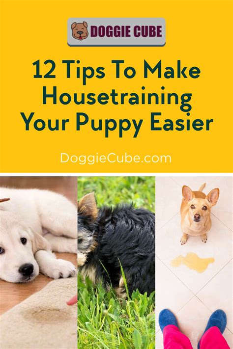 12 Tips To Make Housetraining Your Puppy Easier Doggie Cube In 2020
