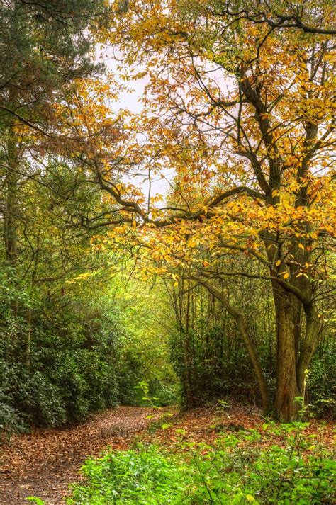 Path Through Autumn Fall Colorful Forest Stock Image Image Of Vibrant