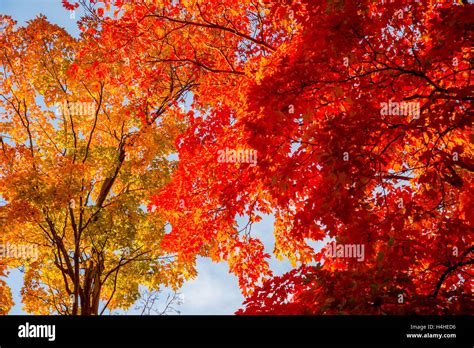 Fall colors: autumn foliage of maple trees in Quebec, Canada Stock