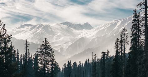 Pine Trees Under White Clouds With Mountain In Distance · Free Stock Photo