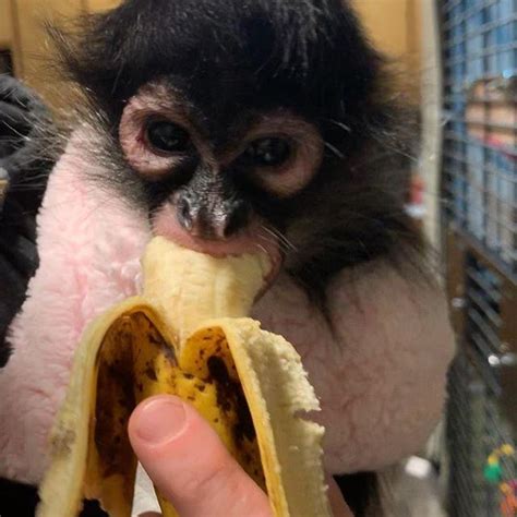 Male Spider Monkey For Sale Buy Baby Spider Monkey For Sale