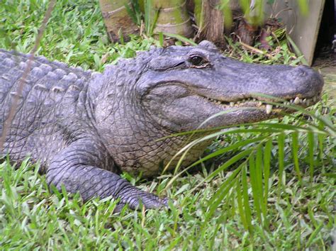 American Alligator Auckland 04 Zoochat