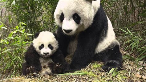 Giant Panda Endangered Facts Ks2 Bruin Blog