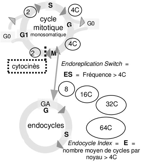Schéma Du Cycle Cellulaire Avec Endocycles Les Phases Gap1 Synthèse