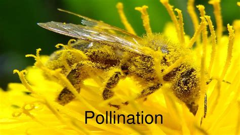 Ppt Pollination Powerpoint Presentation Free Download Id8953714