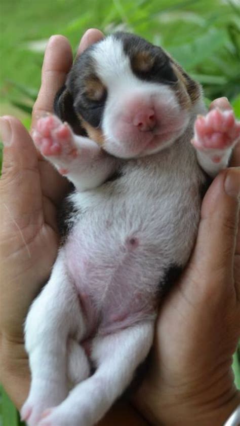 Baby Newborn Cute Beagle Puppy